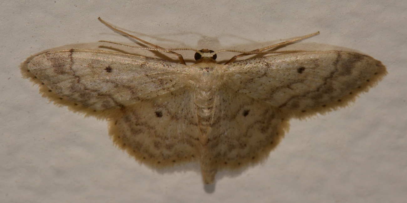 Geometridae -  Idaea biselata